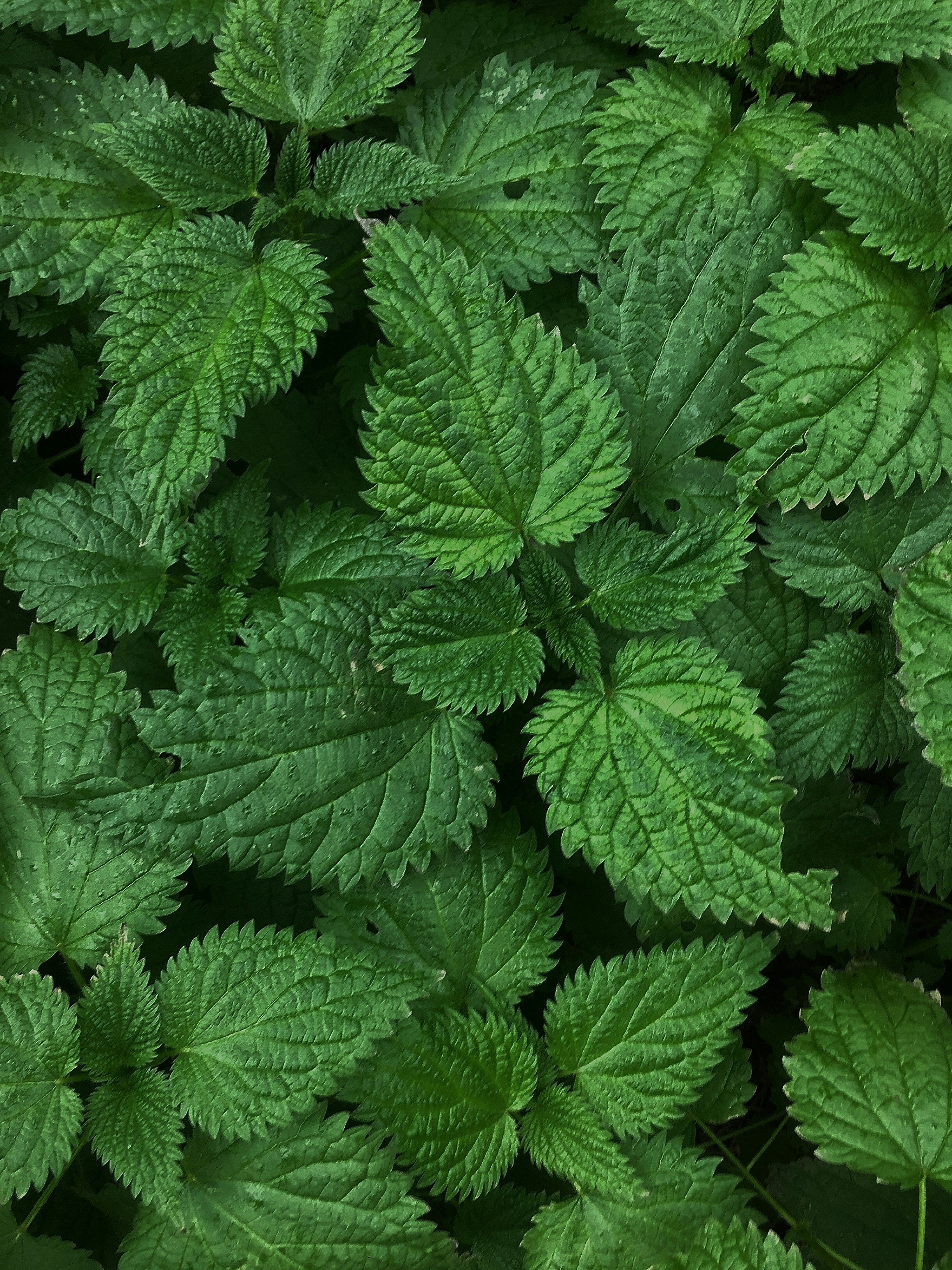 Traditional Medicines